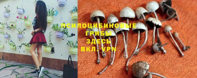 Псилоцибиновые грибы MAGIC MUSHROOMS  Коряжма 